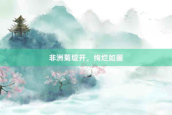 非洲菊绽开,绚烂如画